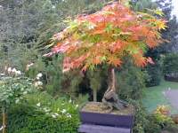 Acer palmatum kagero 2.jpg